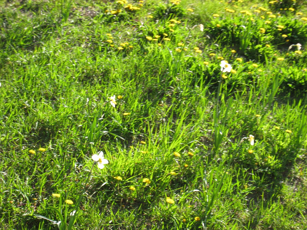 Mackinaw Island Area May 2008 0298.jpg - May 24 2008 a trip to Mackinac City for a 5 M race and a visit to Mackinac Island. A day to the UP, Paradise, Whitefish Point and Tahquamen Falls. This was followed by trips to Petoskey and Charlevoix.